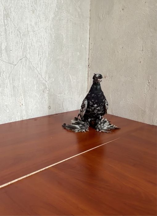 Продается голуби