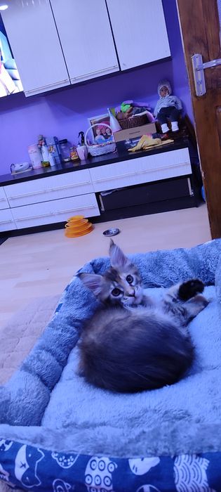 Продам котят Мейн-Кун. С документами.