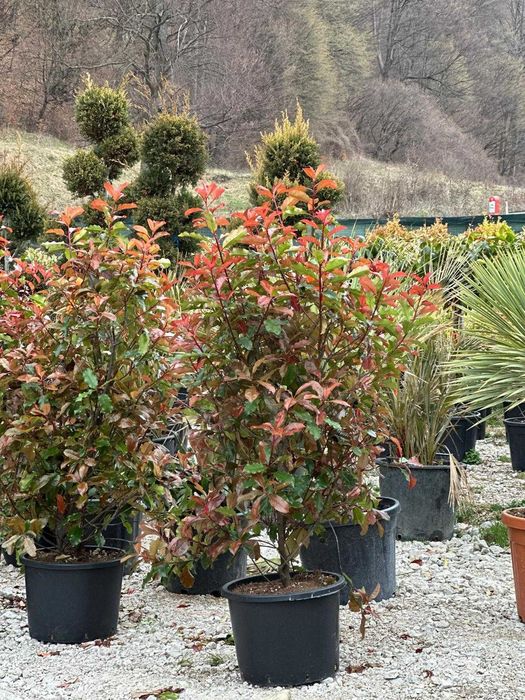 Photinia Red Robin Tip Tufă pentru Curți și Grădini Elegante