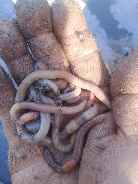 Продаются черви для рыбалки