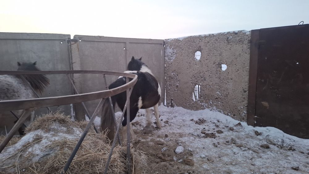 Айгыр донен ала.