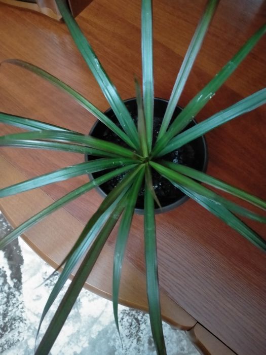 Продам   драцену