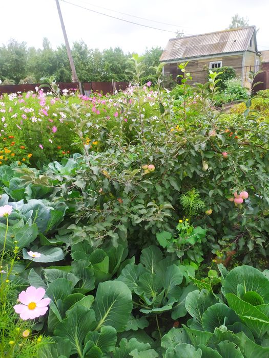 Продам дачу с баней в  СТ  Борки