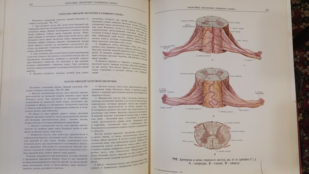 Атлас анатомии человека. Синельников