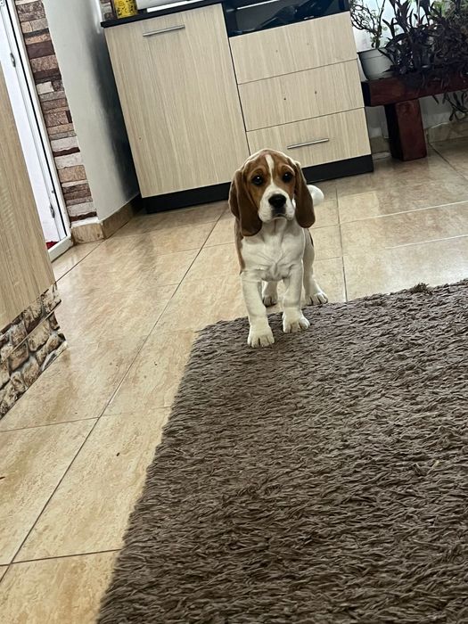 Mailo își caută familia pentru totdeauna!