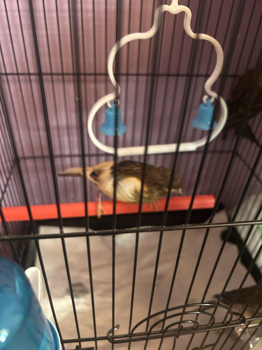 3 ta kanareyka bolachasi 1 oylik