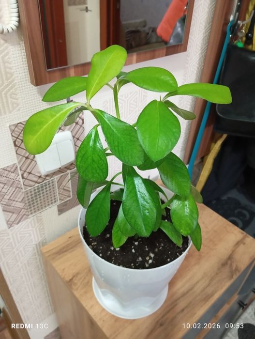 Продам растения комнатные