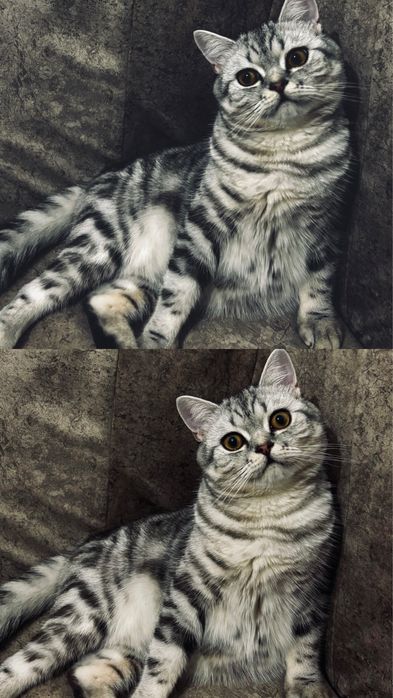 Отдам кота в добрые руки
