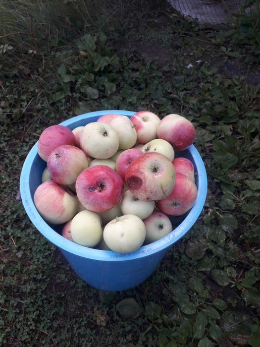 Продам дачные яблоки