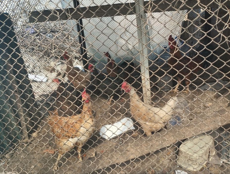 Tovuqlar sotiladi. Yuz mingdan