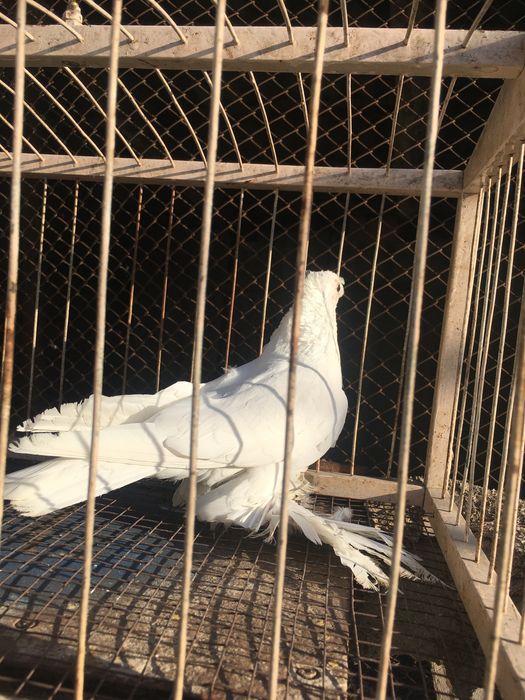 Продам белого двухчубого самца