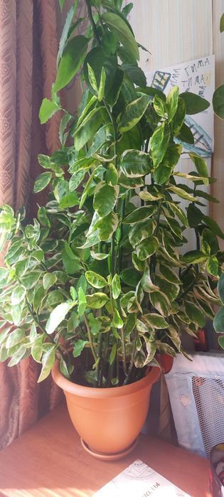 Комнатные растения