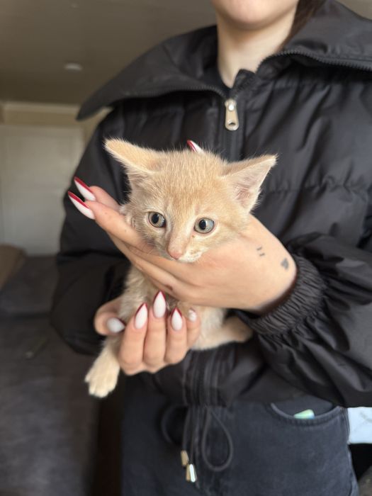 Отдам котят майкудук