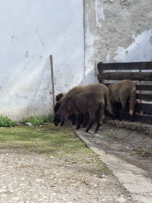 Агнета намират се в горна Оряховица