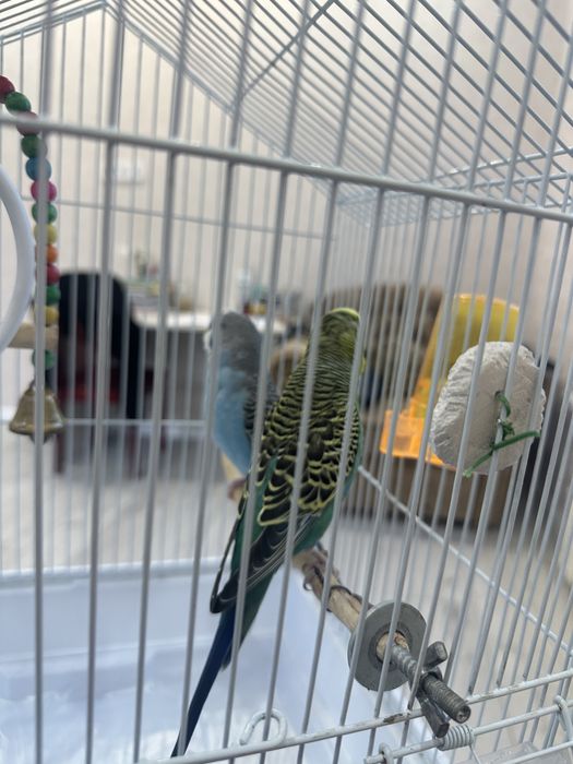 Продается попугай
