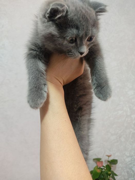 Породистая кошка шотландская веслоухая кошка