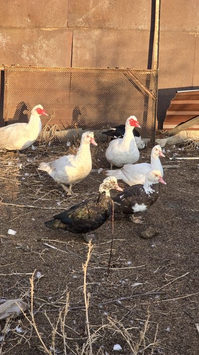 Индоутки продам .