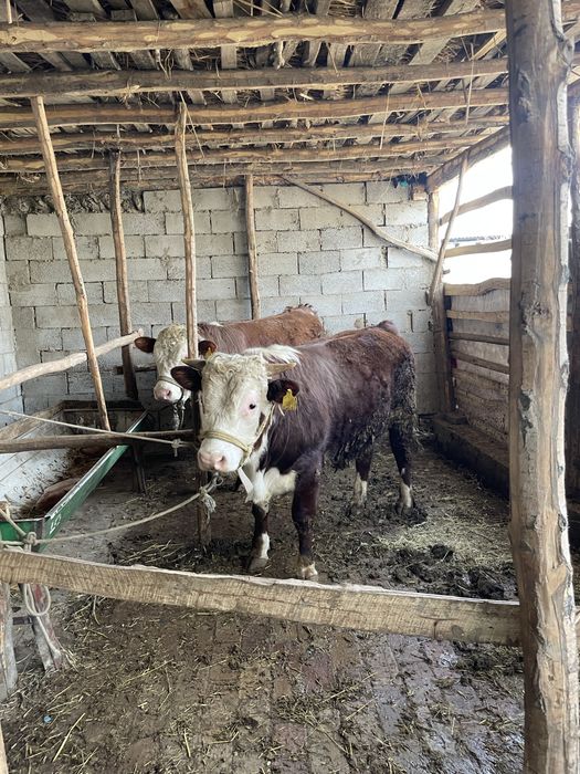 Veterinariya hizmat 24/7
