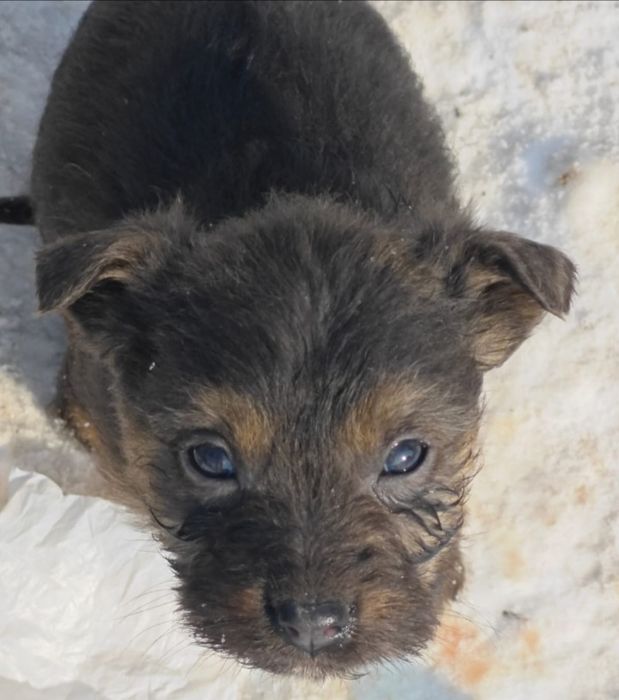 Отдам  щенят даром