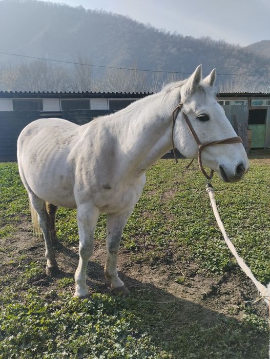 Продам коня.недорого. самовывоз.алмарасан