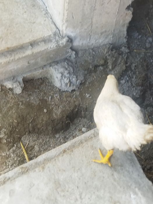 Burreler 1oyda tuxumga kiradi 1xo'roz maki