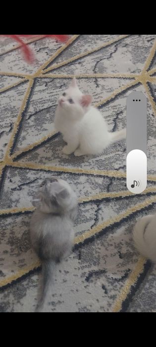 Продам котят срочно