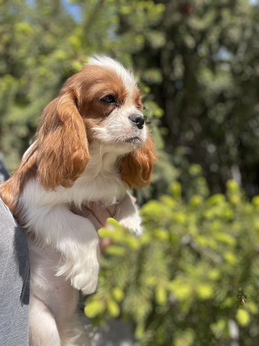 Кавалерчики спаниельки