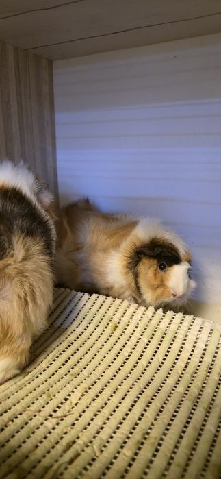 Морские свинки вместе со стелажем