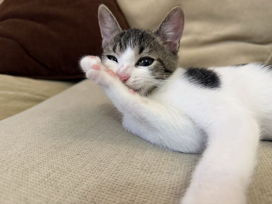 Подарява се мъжко коте