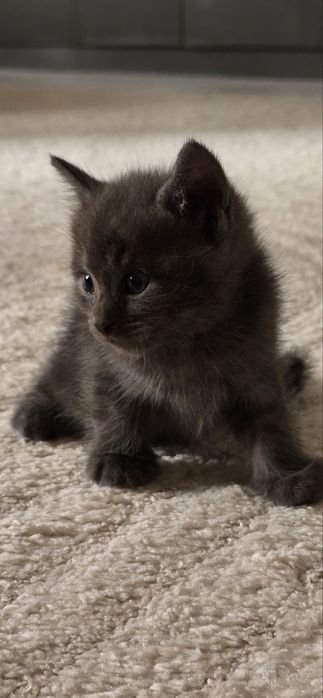 Продаётся котёнки 1 месяц &