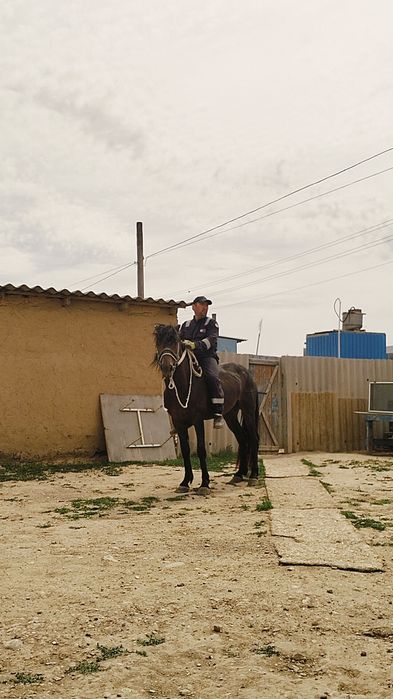 Айғыр сатылады жуас