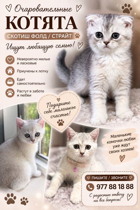 Продаются котята