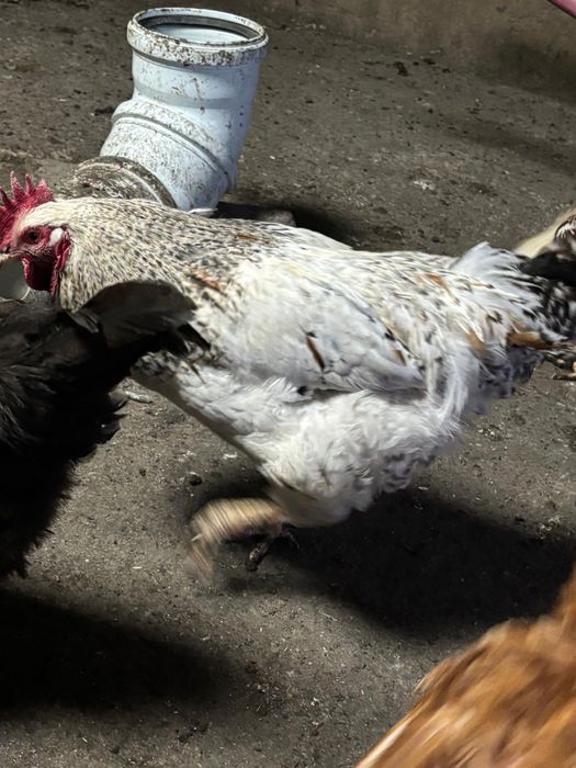 Продам петухов домашних