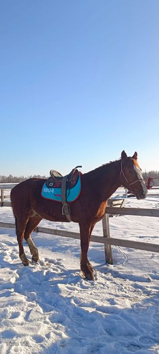 Продам жеребеца айгыр сатам