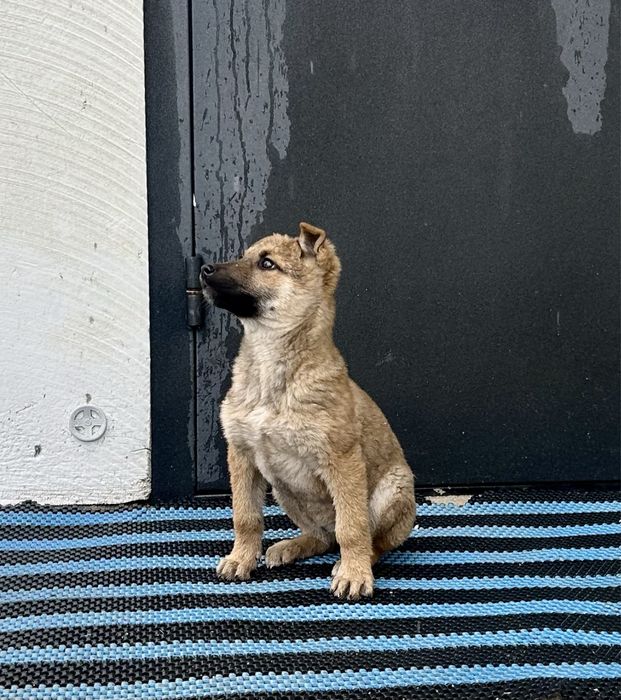 Отдам в добрые руки