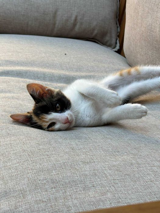 Коте си търси дом