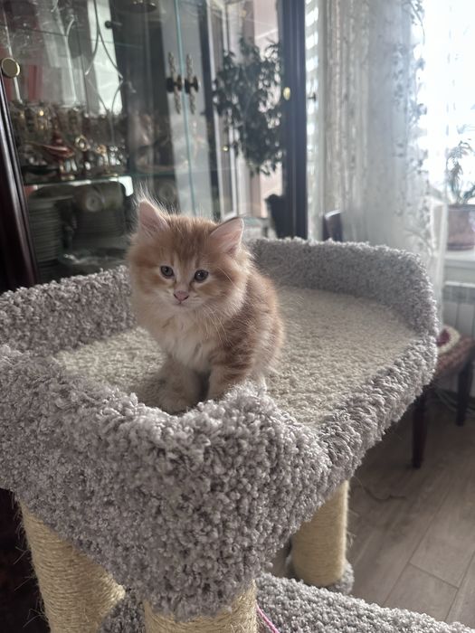 Продам котенка курильского бобтейла