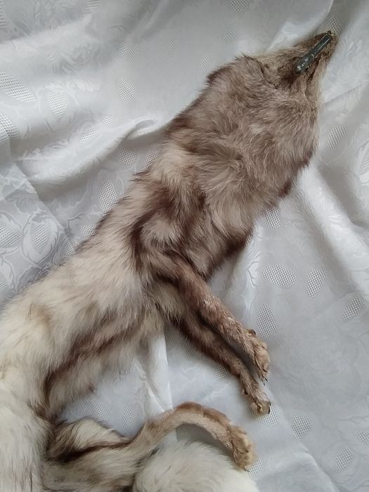 Яка от сребърна лисица