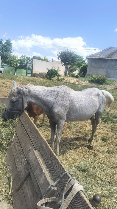 Iapă de vânzare cuminte pozele sunt de acum 3 luni nu este a mea daca vreți sa vedeți cum arată acum mă sunați iapa acum este grasă