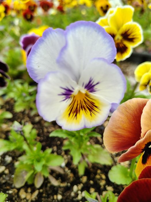 Продавам теменужки