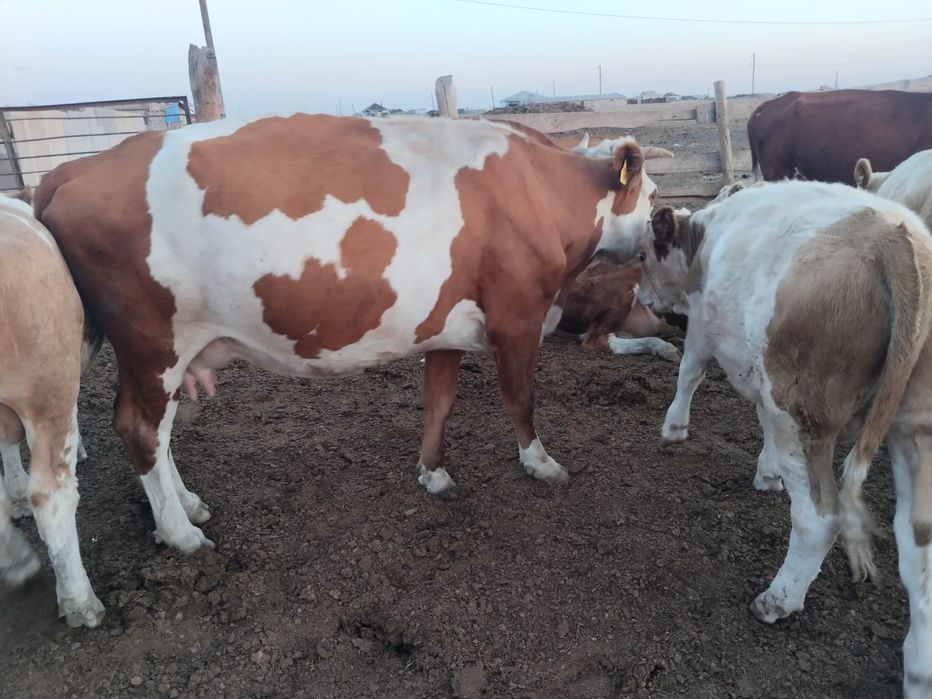 Продам коров 3.4 отел