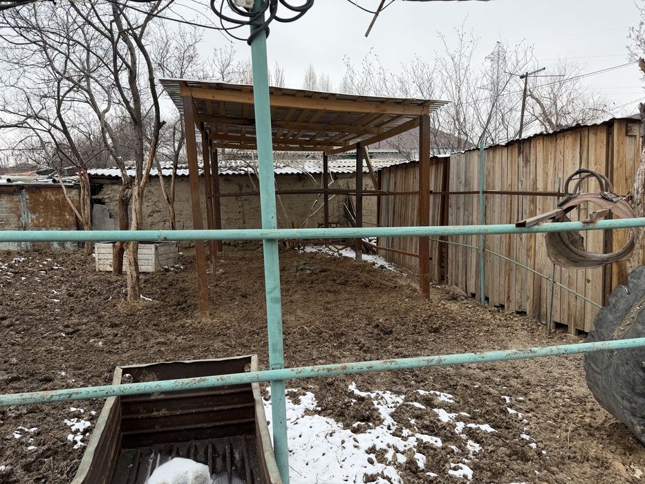 Продам дом с откормом для скота