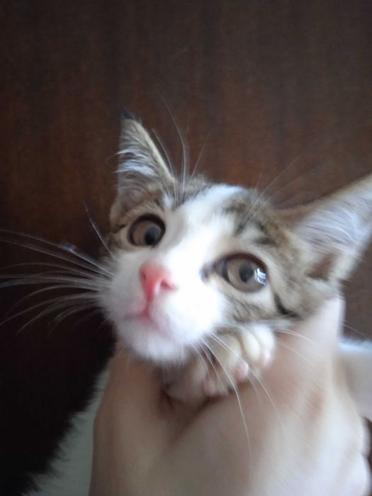 Серобелый котёнок мальчик, 3 месяца.