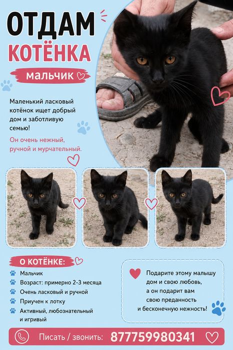 Отдам котят бесплатно