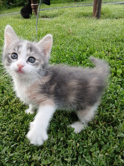 Котята  в добрые руки . Бесплатно