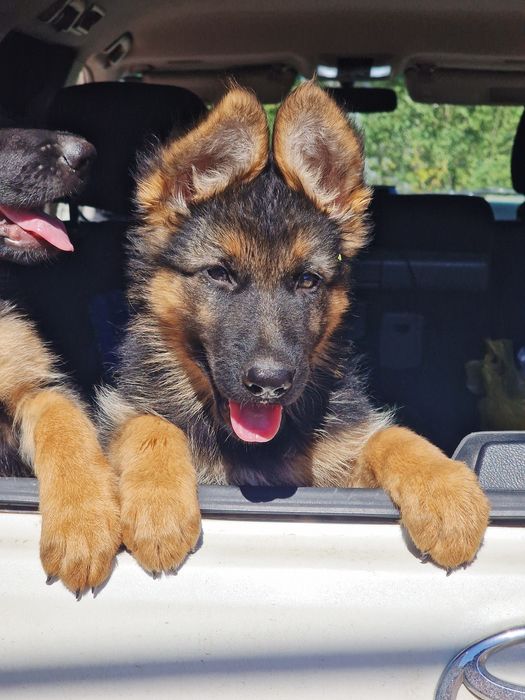 Щенок Немецкой овчарки