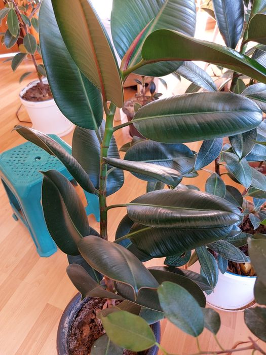 Комнатные цветы и растения