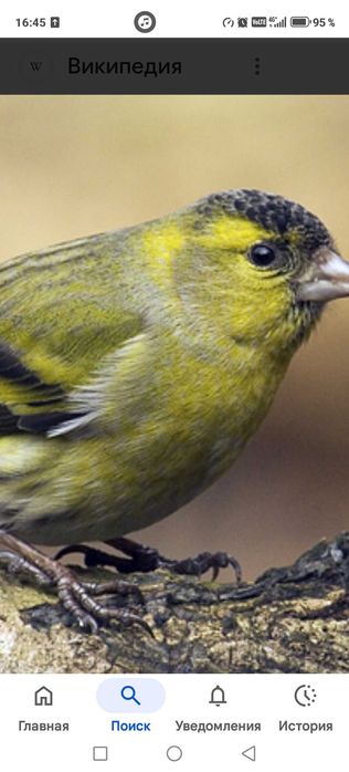 Продам птицу певчие