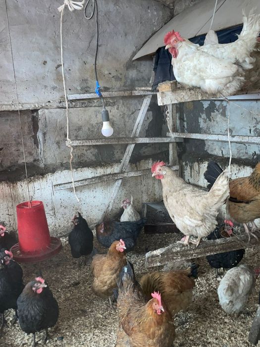 Молодые домащние куры