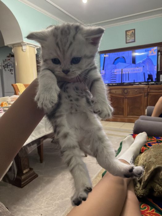 шотладский котенок